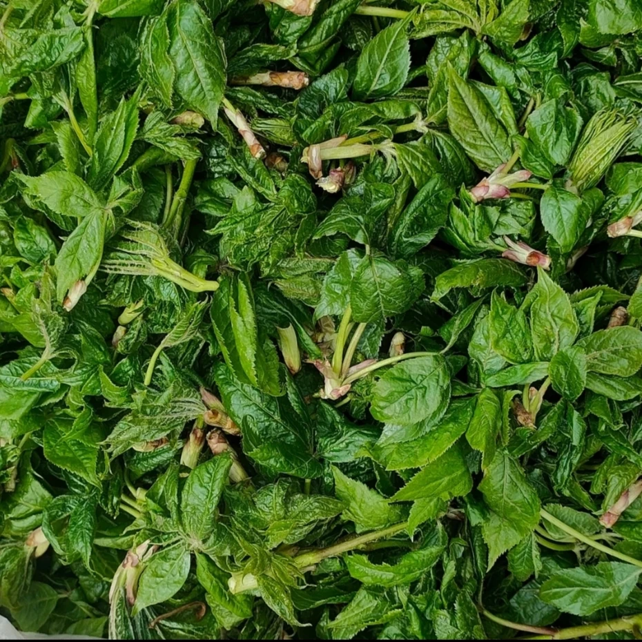 东北野生刺五加现采现发