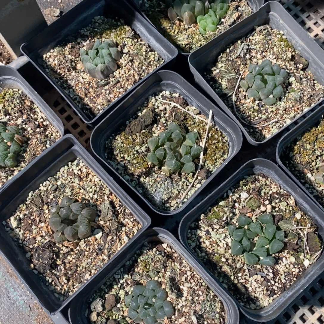 2216 一颗实生灯系雨露 超级福利