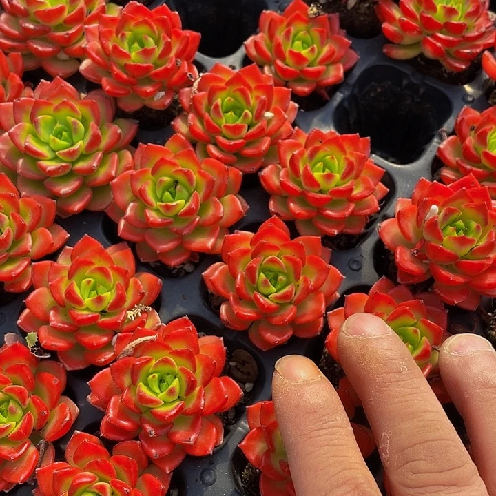 蒂亚1.5带土发货一个