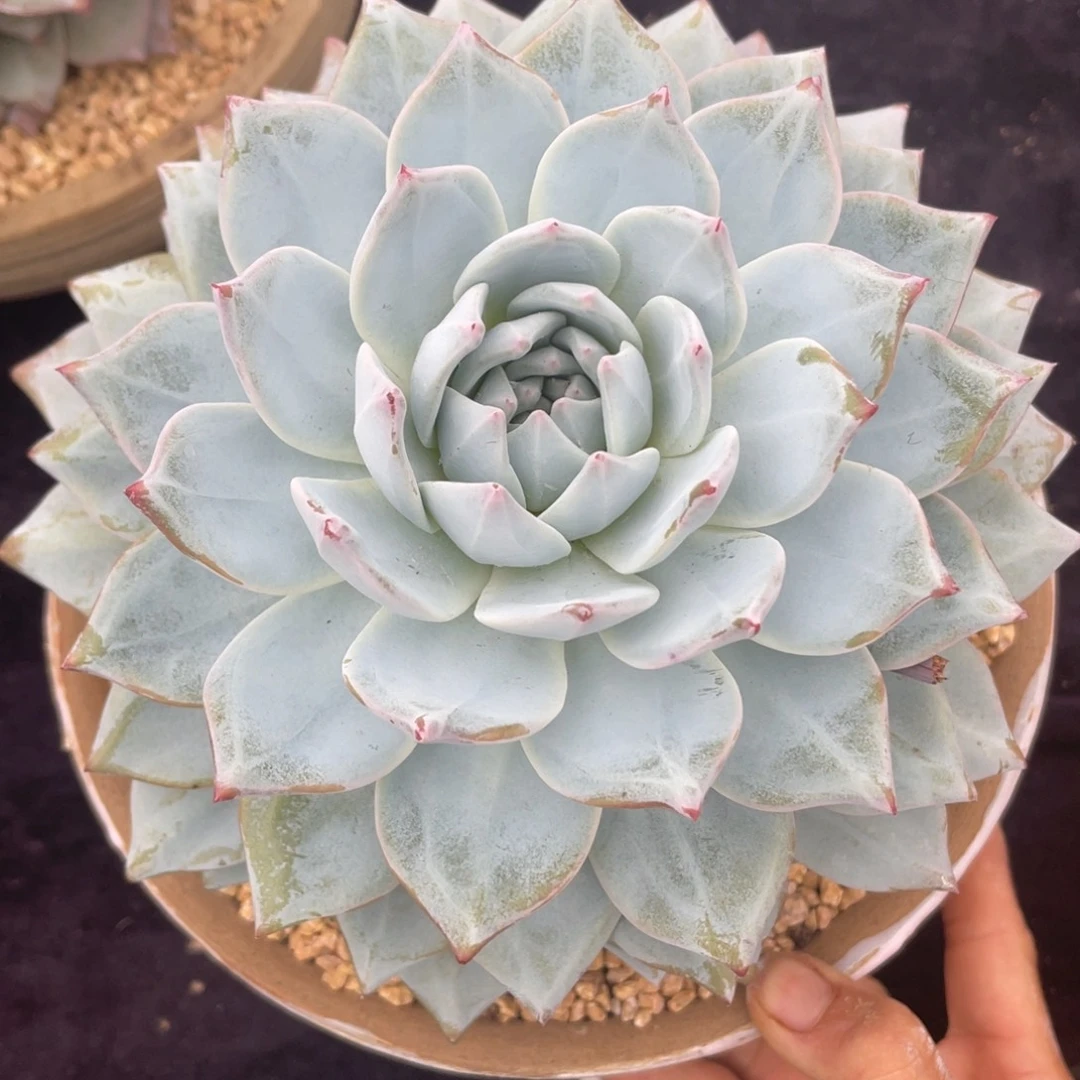 粉蓝鸟单头多肉植物