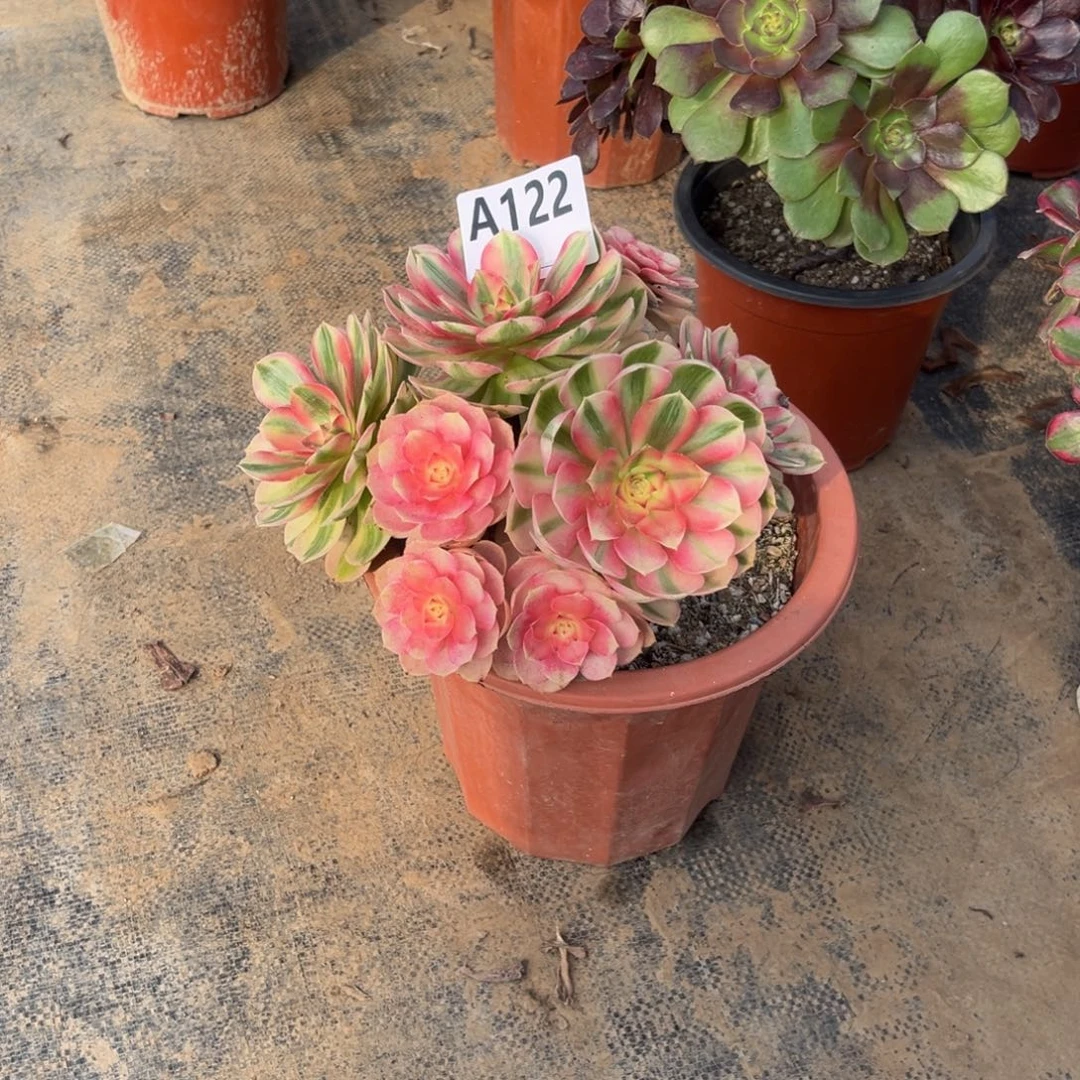 多肉植物倾城122多肉