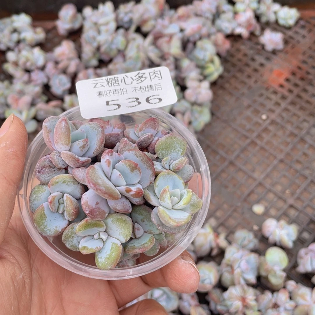 云糖心多肉植物536