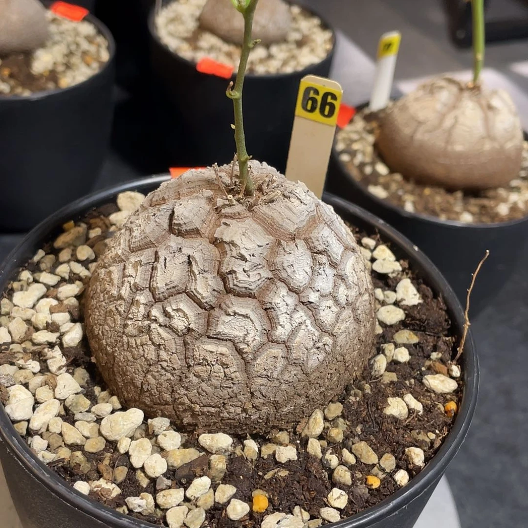 66龟甲龙不退不换