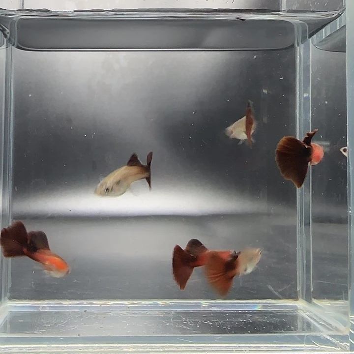 孔雀鱼野红3对精品