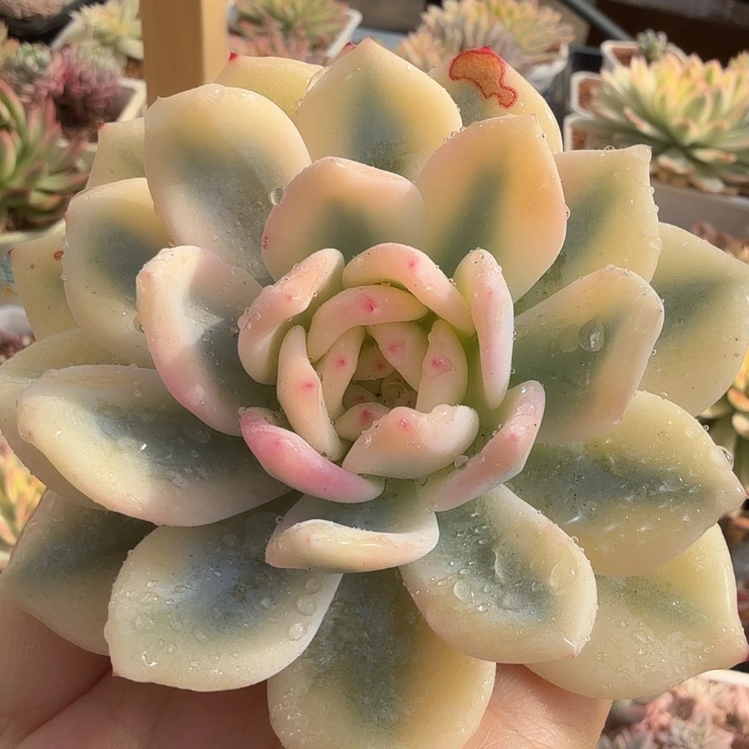 橙梦露锦，宽覆轮锦
