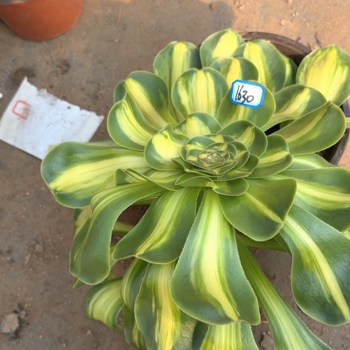 风***的暴君1630法师多肉满20包邮