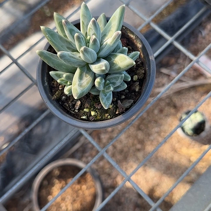 青蛙王子儿童牙膏套装？1