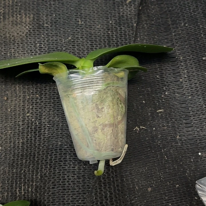 卖***家当前无花栽培后可以开花雅风黄金豹1.7