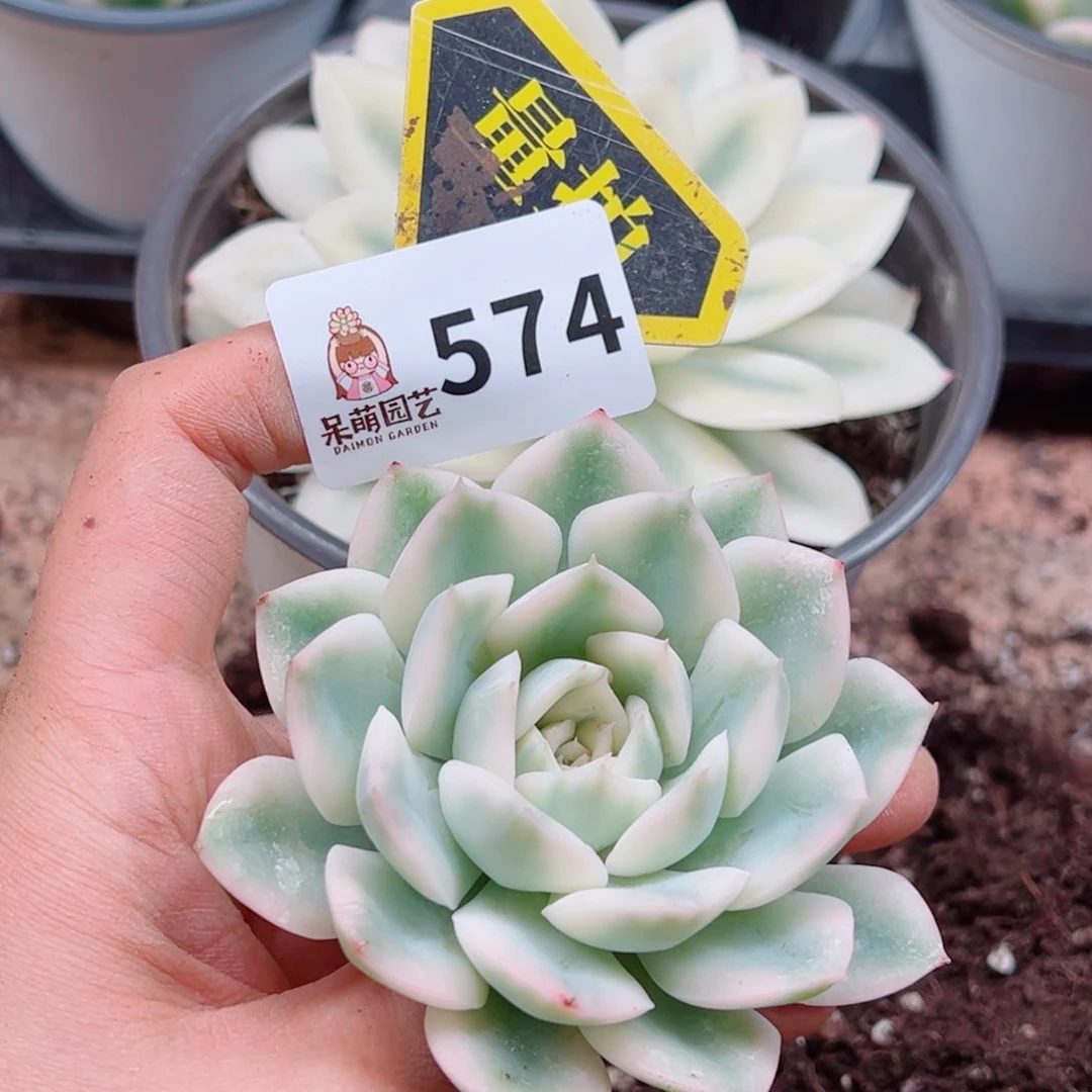 当前无花朵，栽培后可花朵