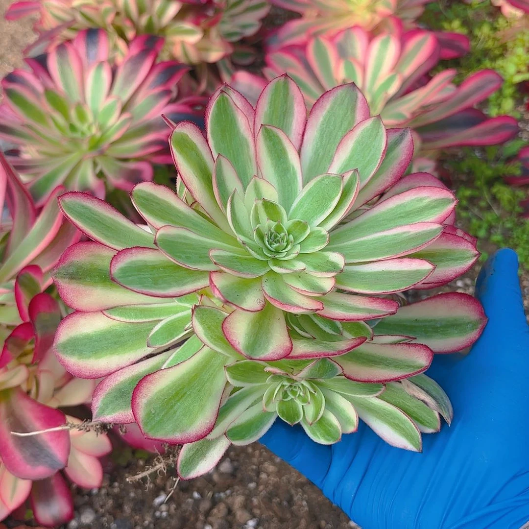 荔枝多肉植物手捧