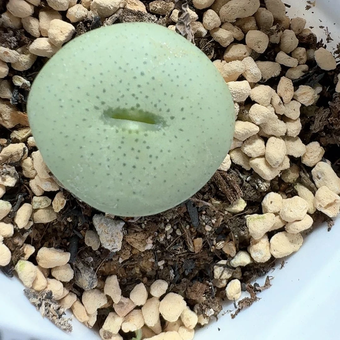 89号多肉植物多肉植物