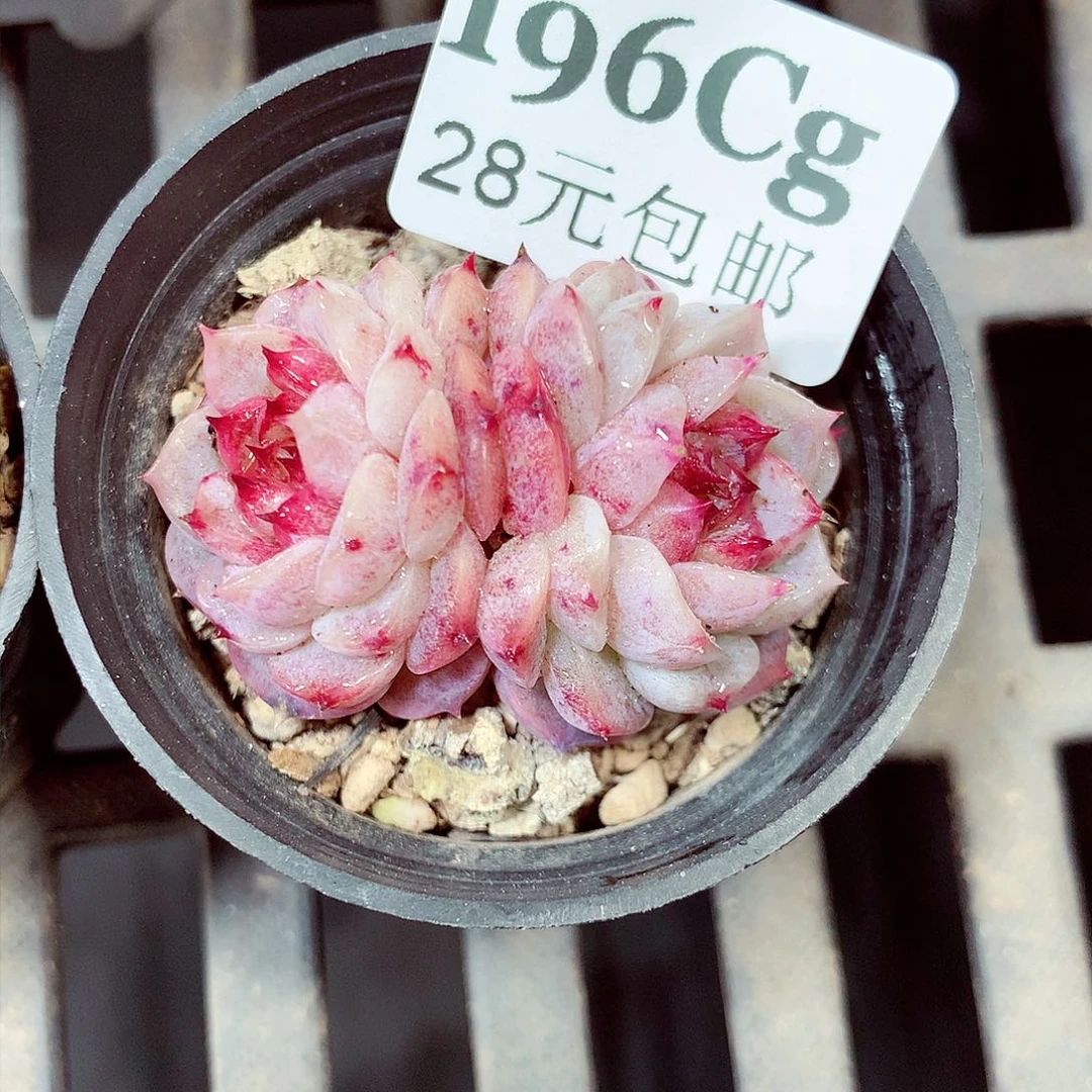 5厘米盆精控多肉196