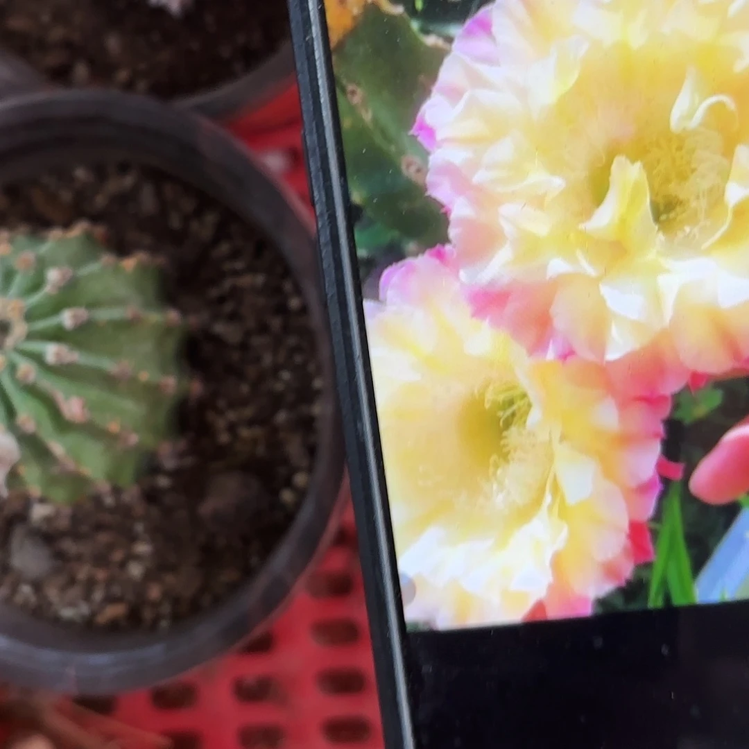 带根马丙彩侧牙28包邮仙人球