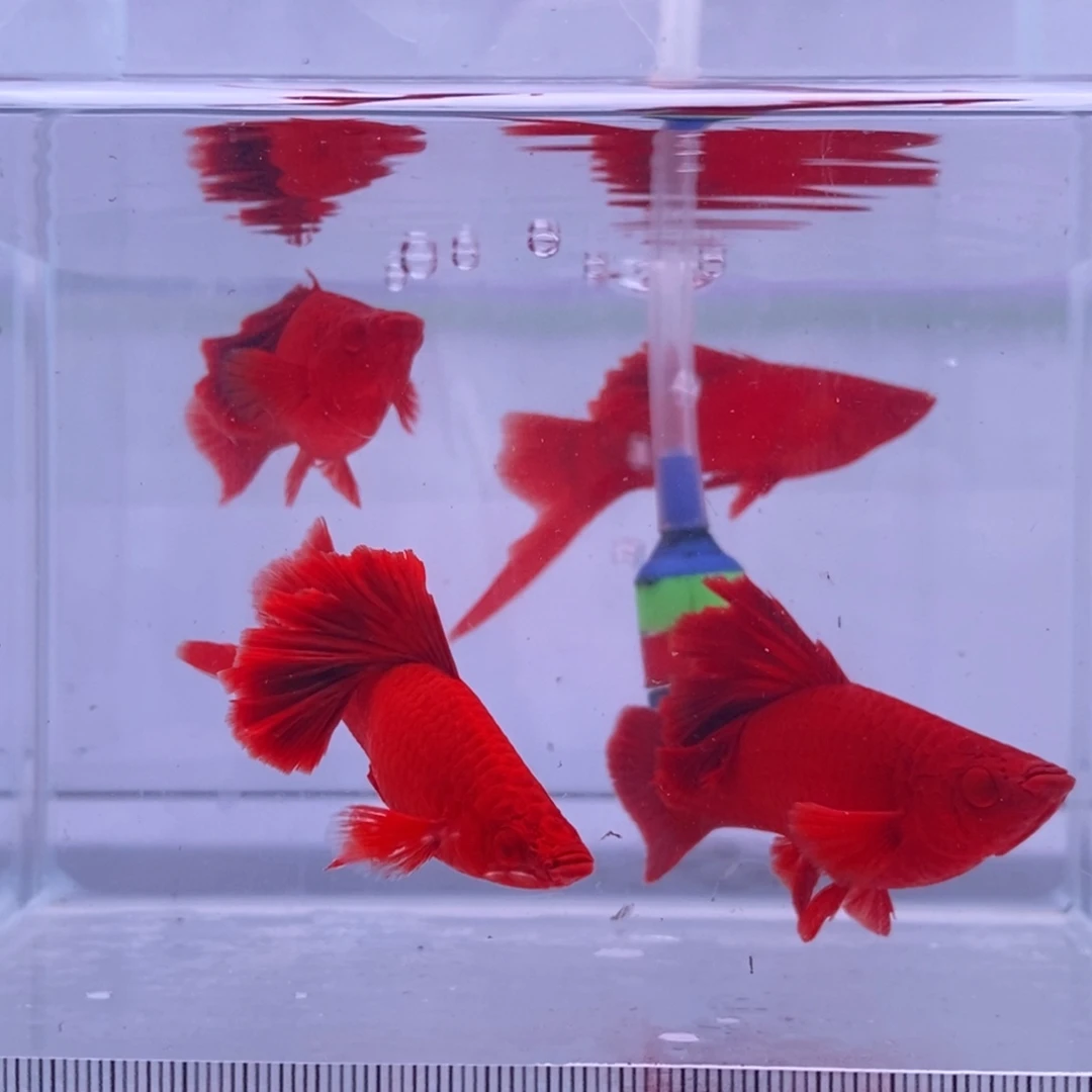 红剑鱼高鳍红剑成鱼2公2母