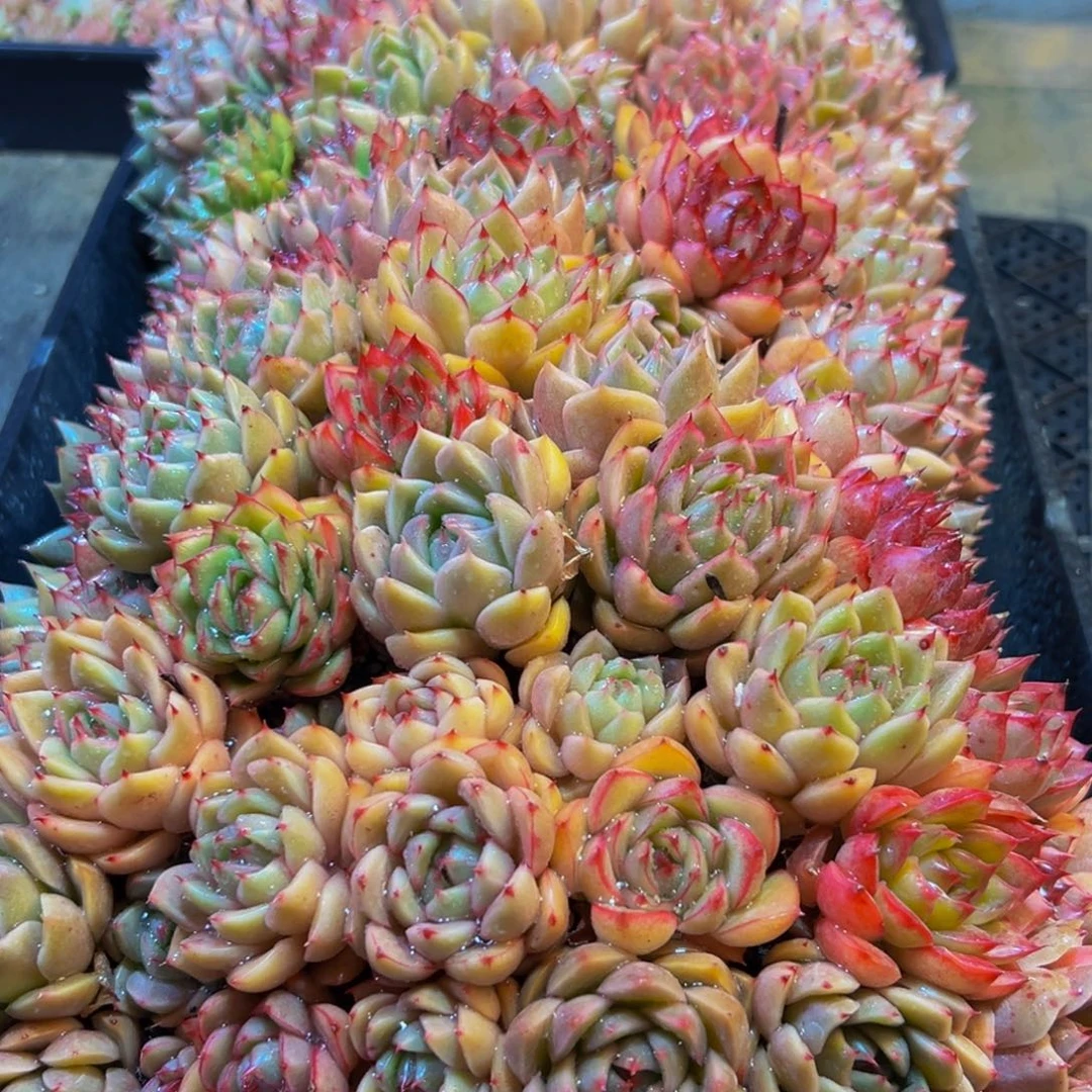 330多肉菜的做法和方法一次成功