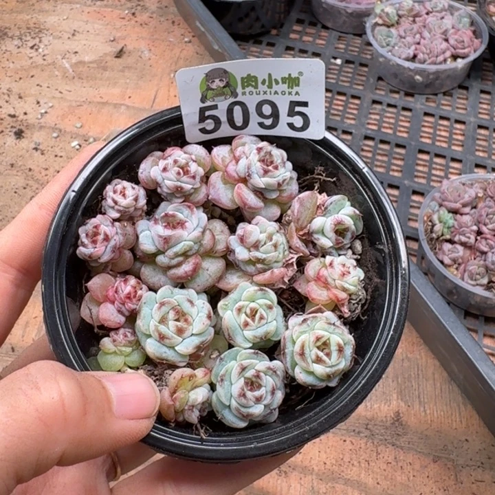 多肉植物多肉植物