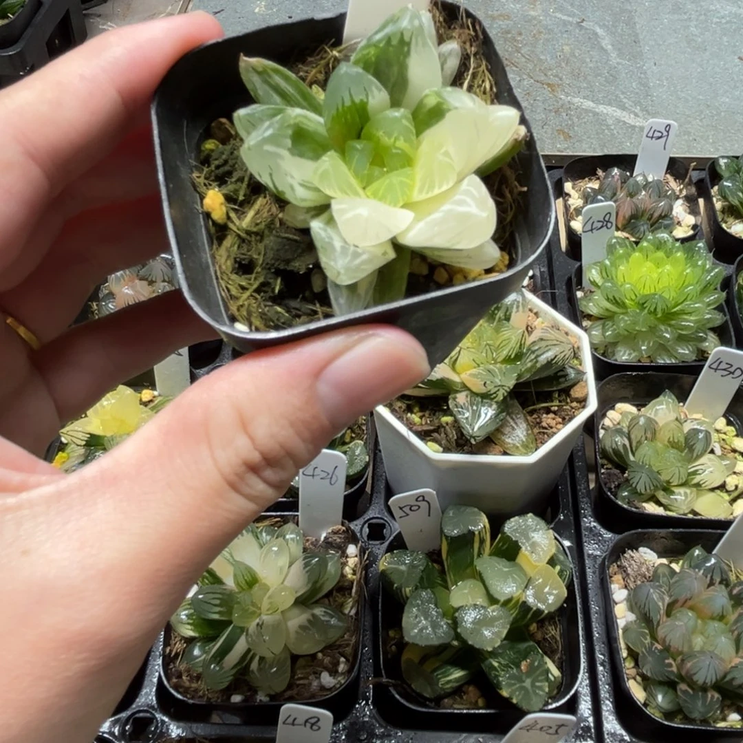 230龙鳞玉露锦一物一拍