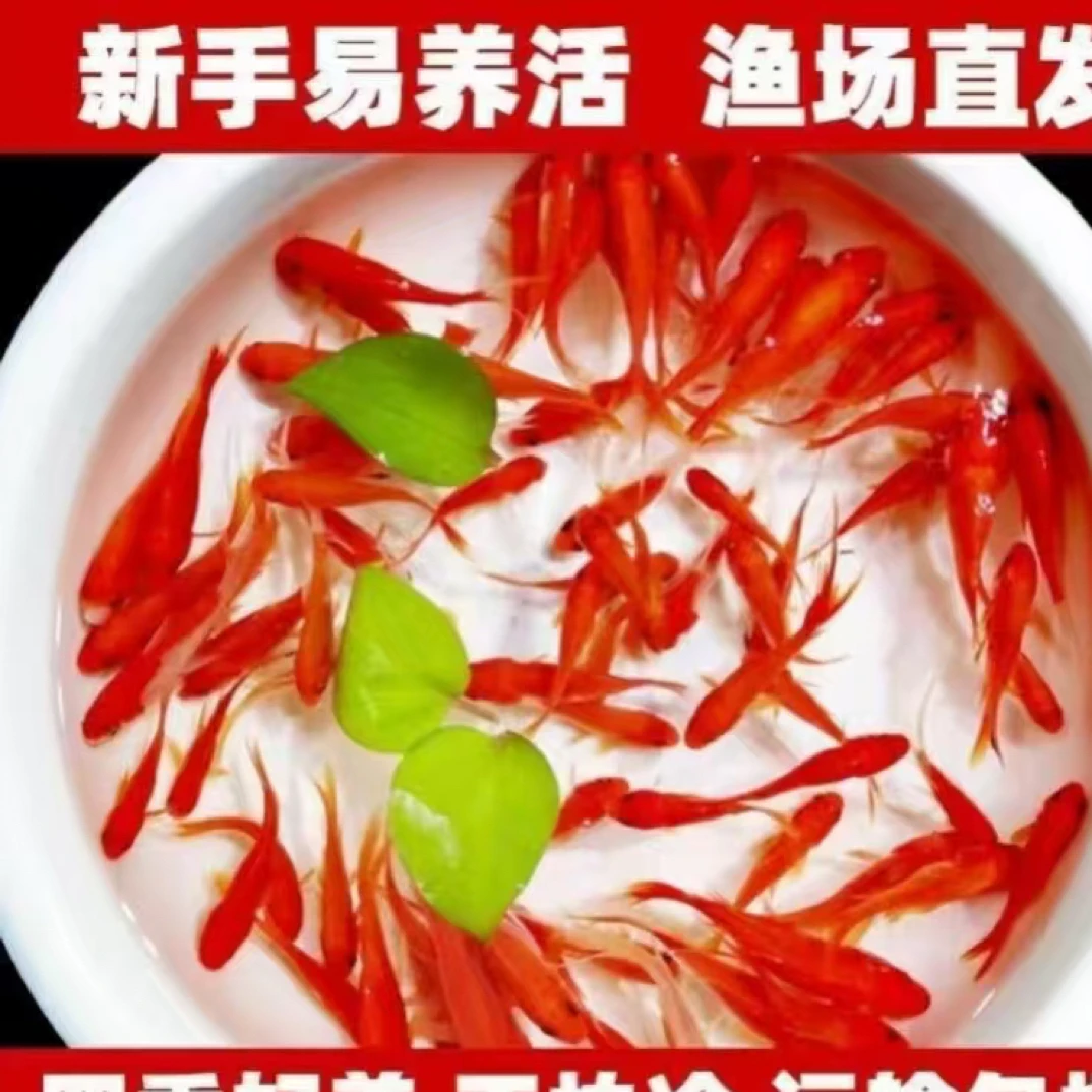 烈焰红草金鱼3-5厘米  保底25条包邮到家