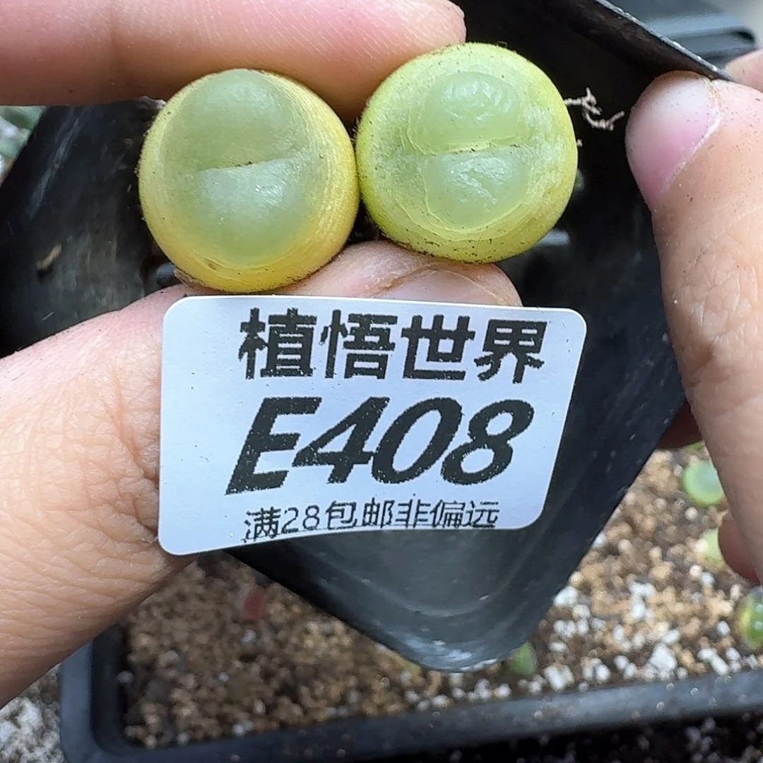 多肉植物的人生rgg