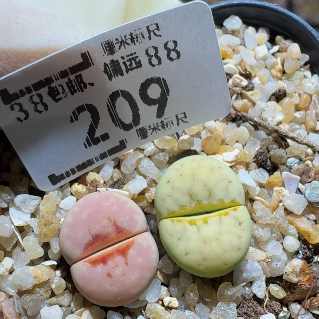 zzzz生石花肉锥209
