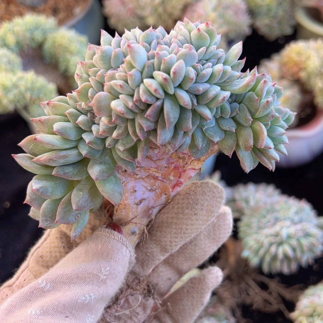 坦*说新年快乐开播福利