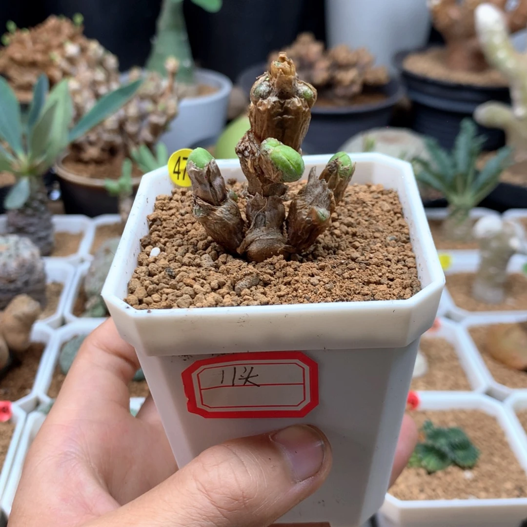 碧光环小兔子11头477