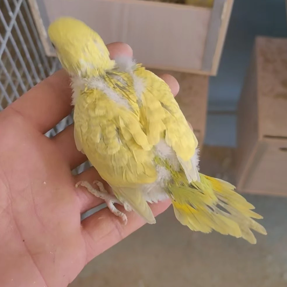 1号手养半毛虎皮鹦鹉一物一拍（快递发出不退不换）