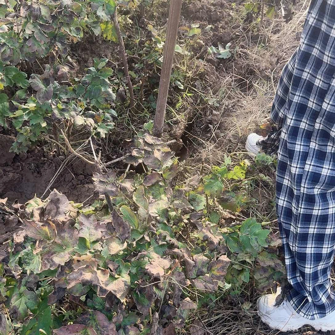 无花朵首案红111111111111