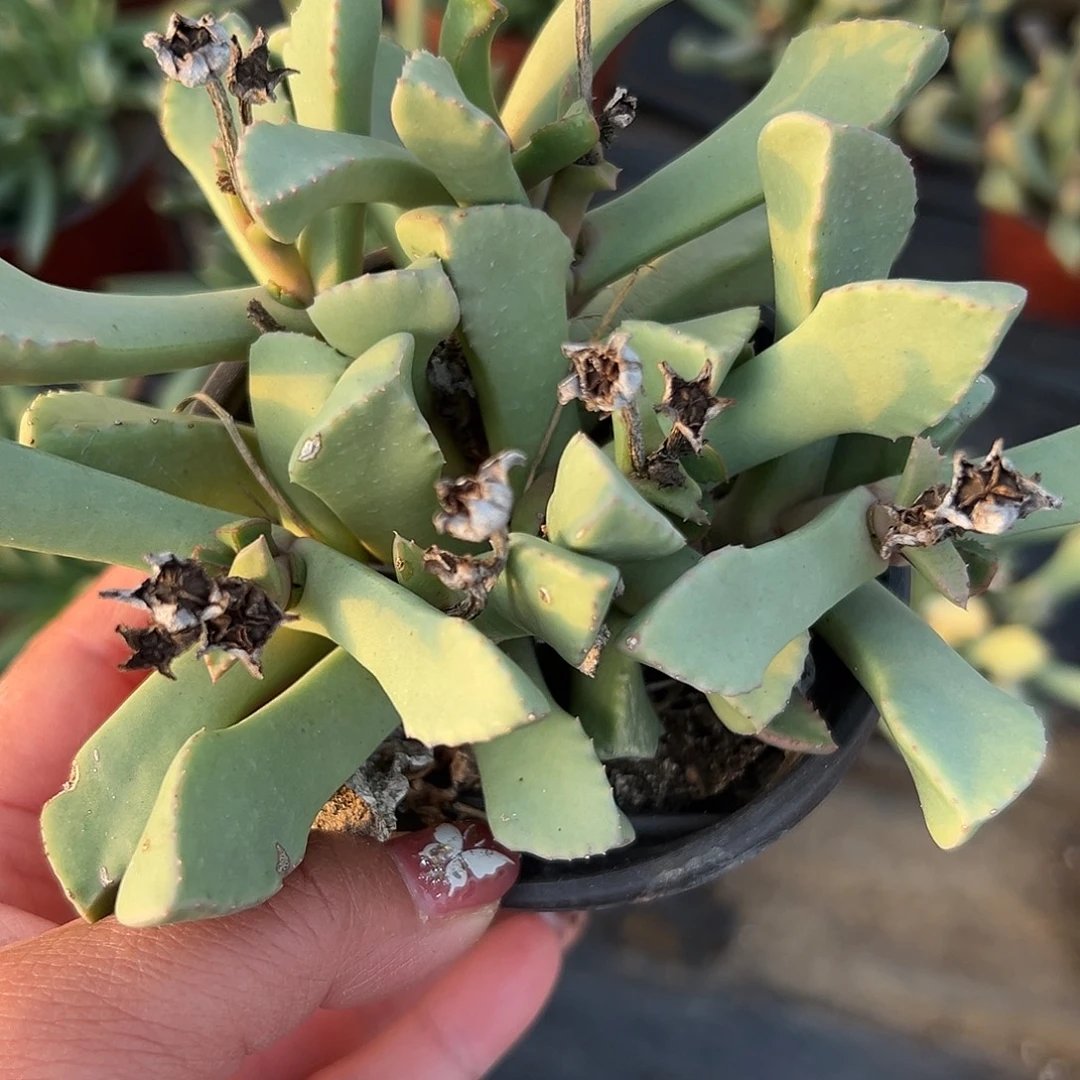 多肉植物锯齿枝干