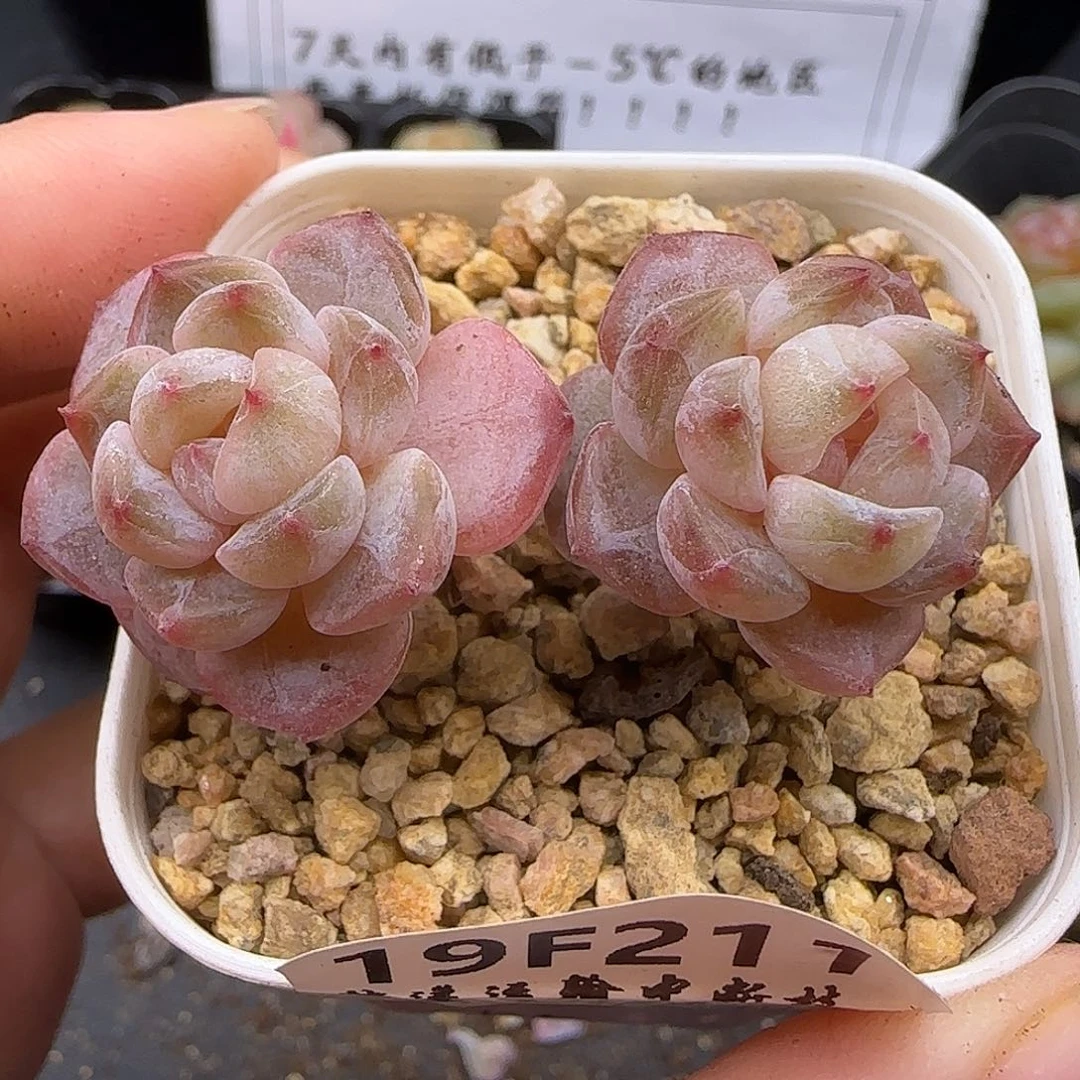 211 【满29包邮非偏远】