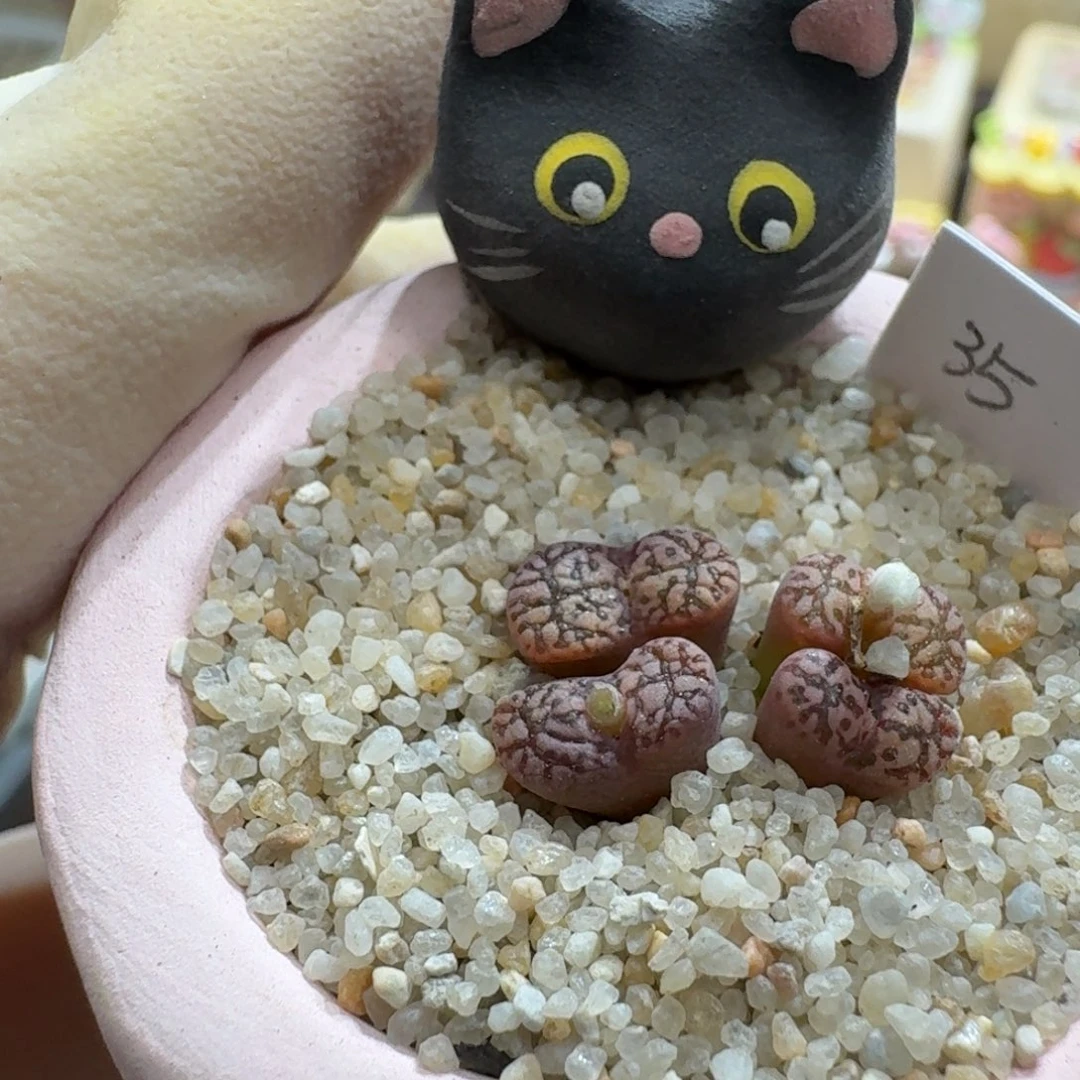 猛***O0926-088连盆带花