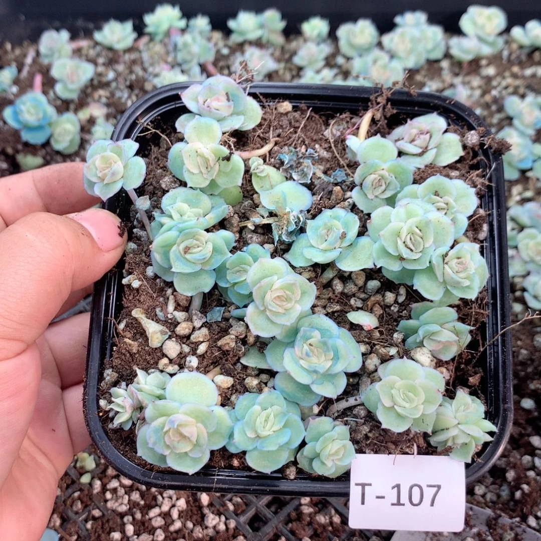 无花朵T107英语英语