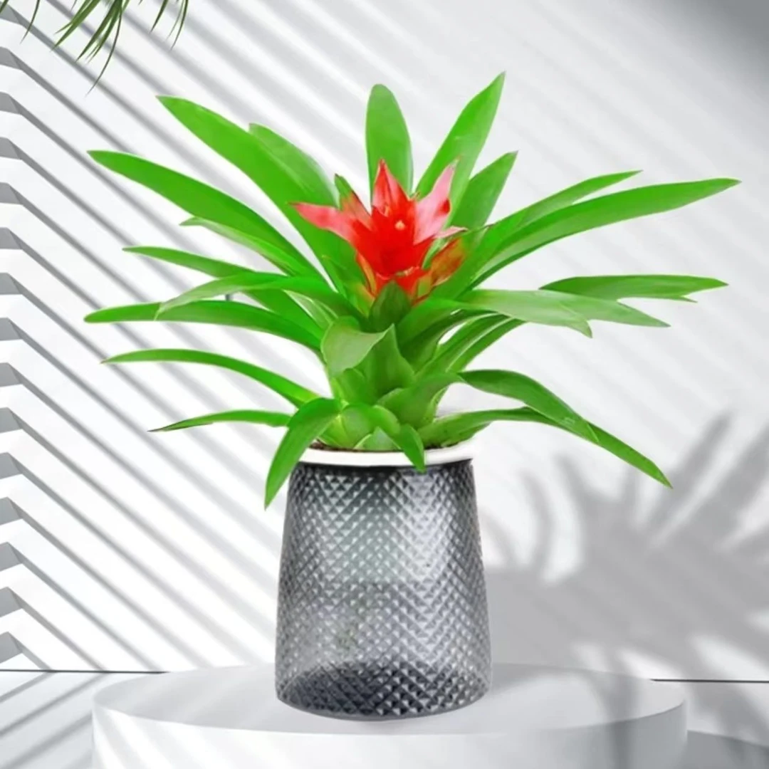 小红星鸿运当头室内观花植物冬季耐养花卉办公桌绿植