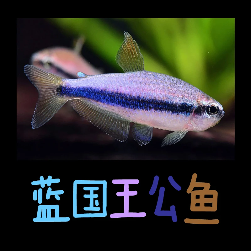 公蓝国王 观赏鱼 灯科鱼