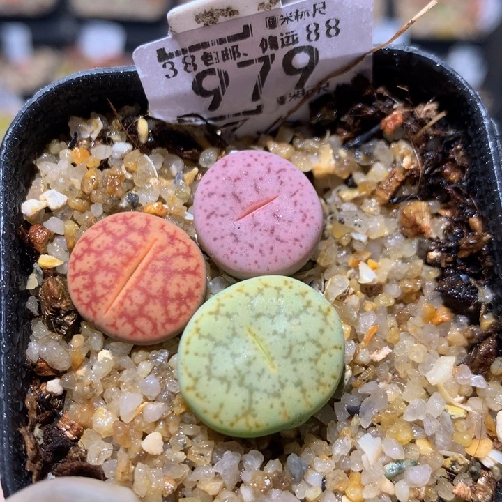 Zzx精品生石花979