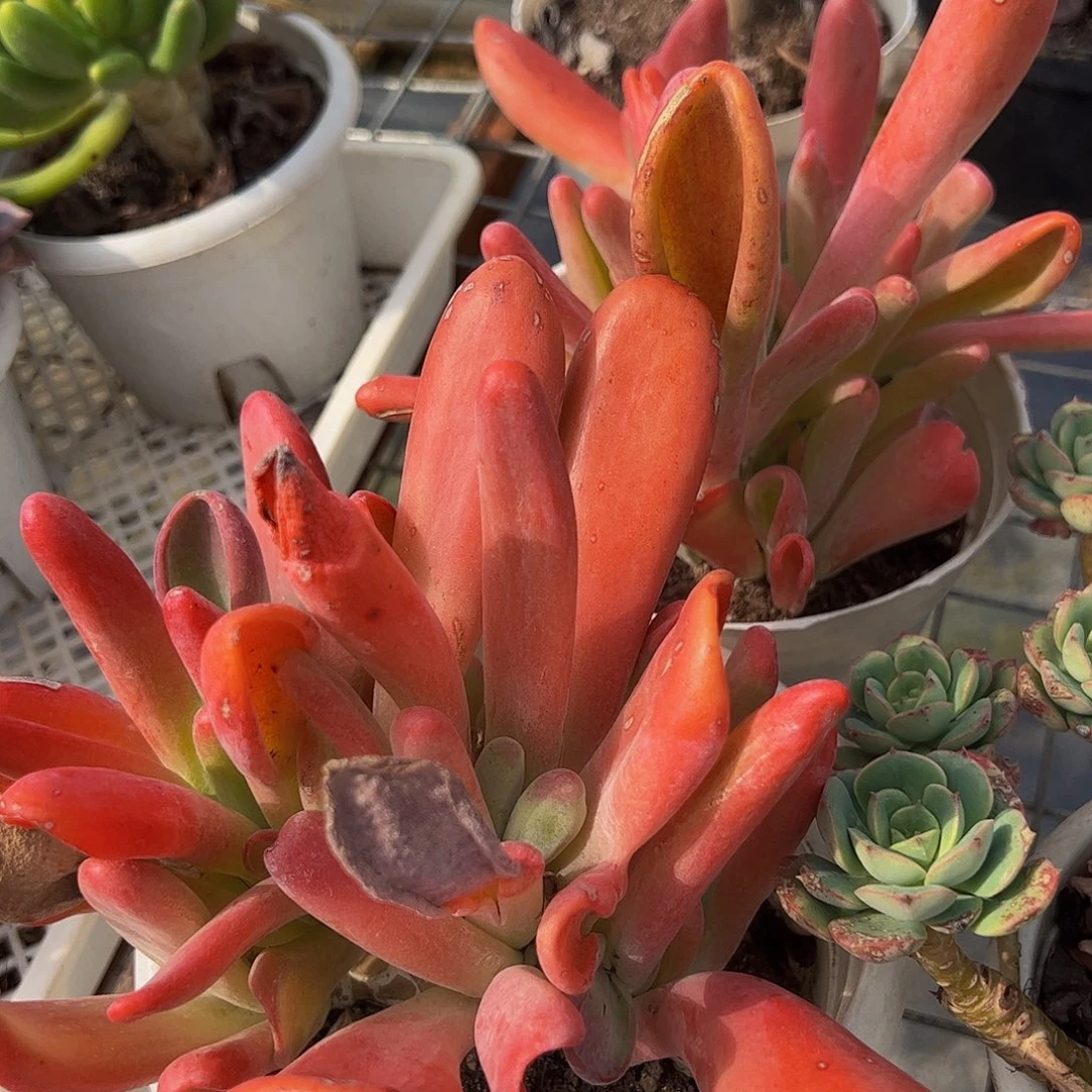 火狐狸多头造型精品二盆