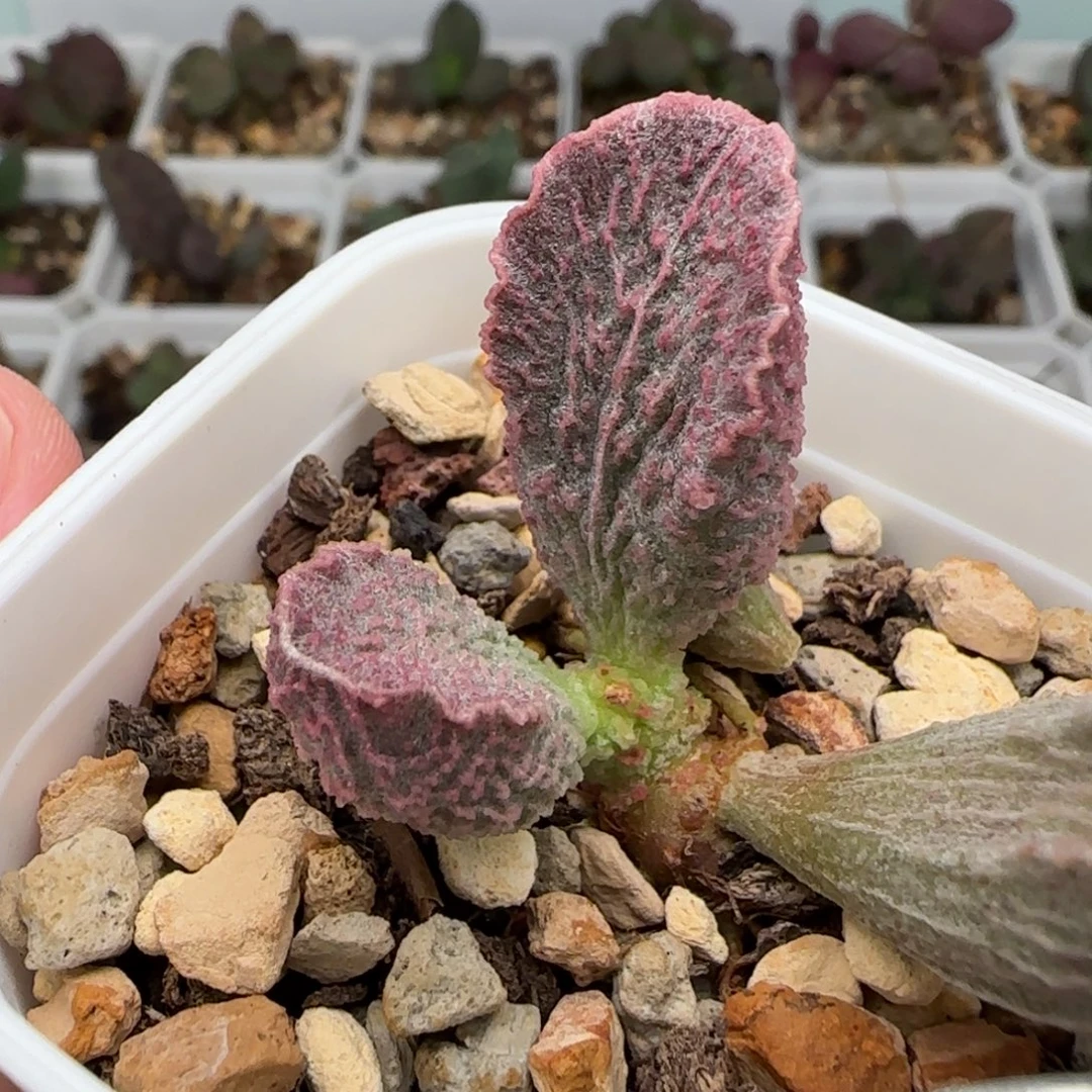 凤栖水泡多肉植物