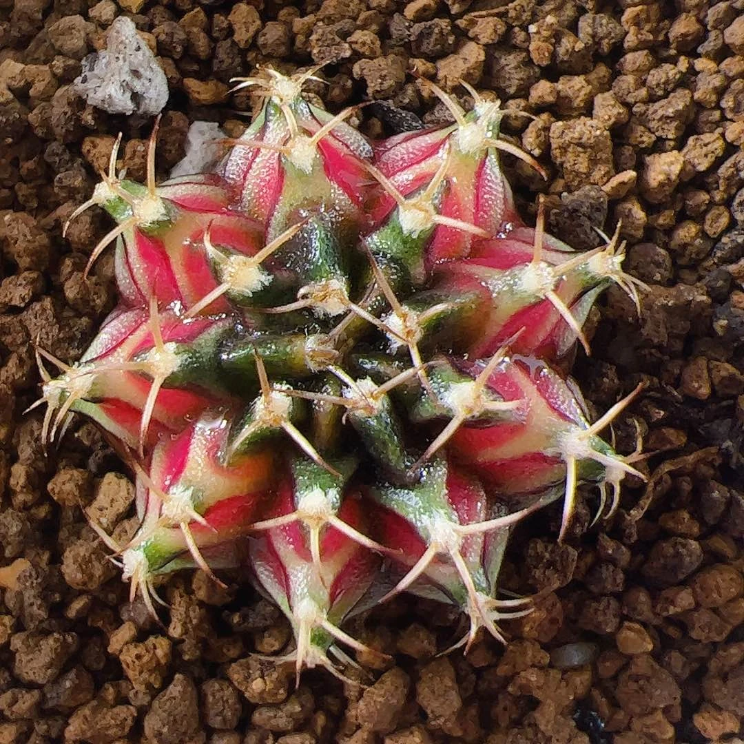 当前无花栽培后可以开花347