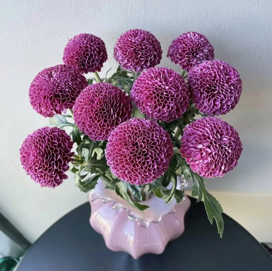 10枝紫色乒乓菊（两单顺丰冷链或京东快递）云南鲜花基地直发