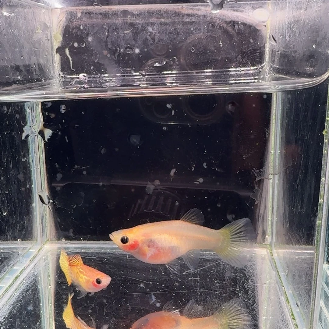 孔雀鱼黄金蕾丝玻璃猫1对