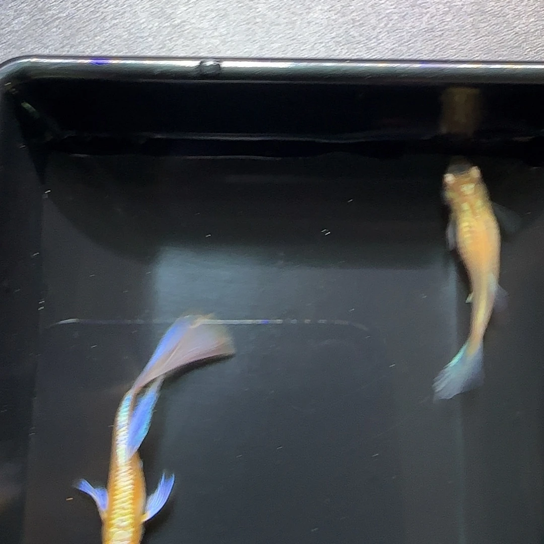 孔雀鱼紫白飞船一对，三个月