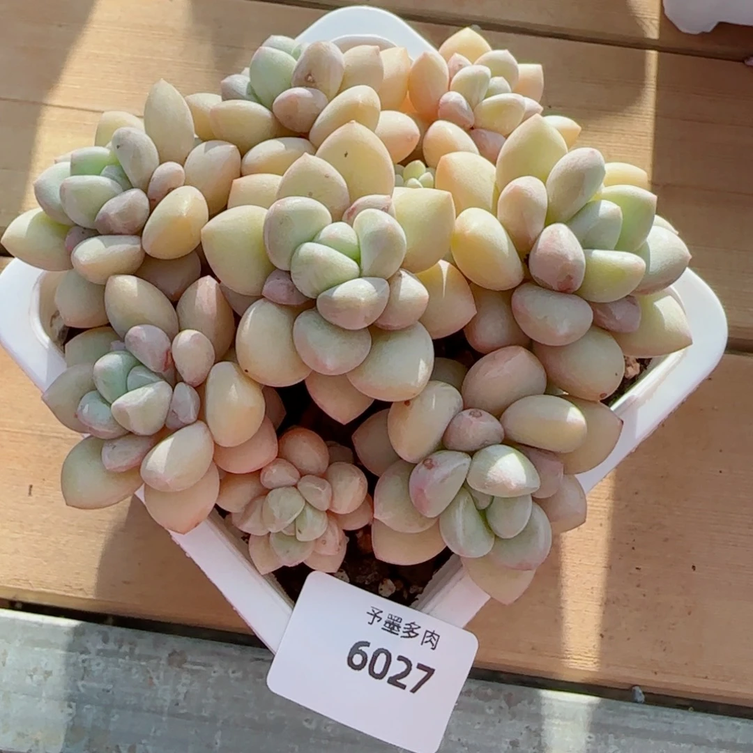 泡泡糖无砍，6027多肉植物
