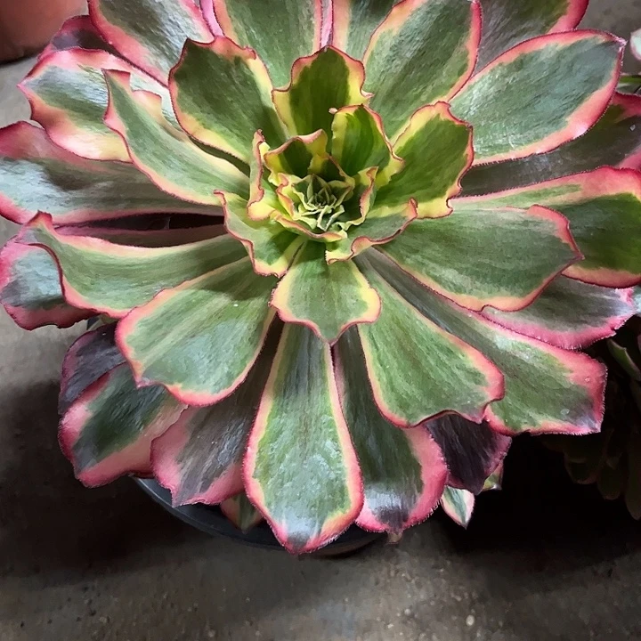 多肉植物魅影锦…………