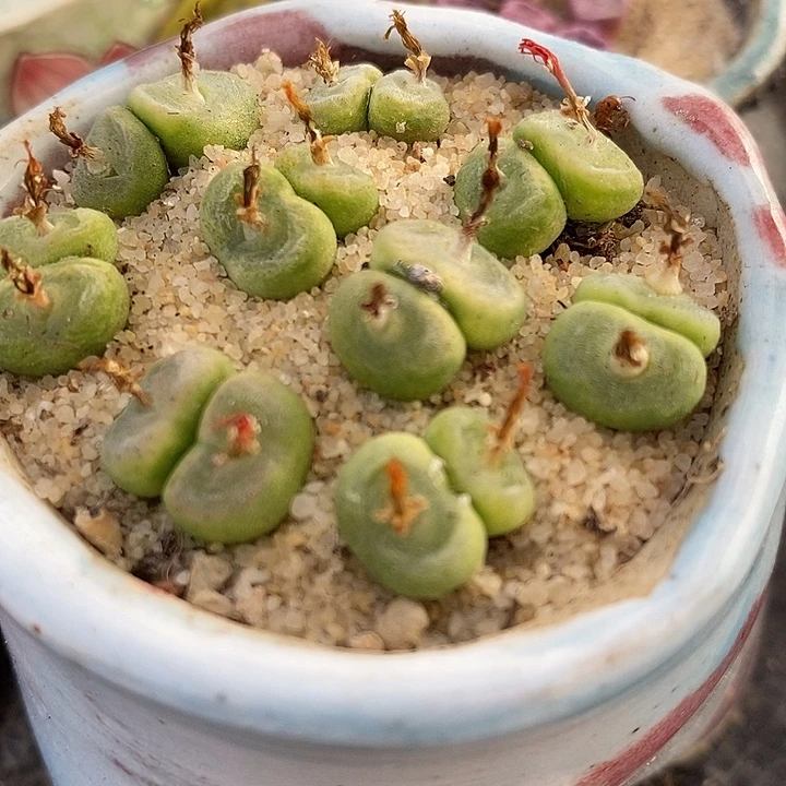 双头水晶鞋10颗。