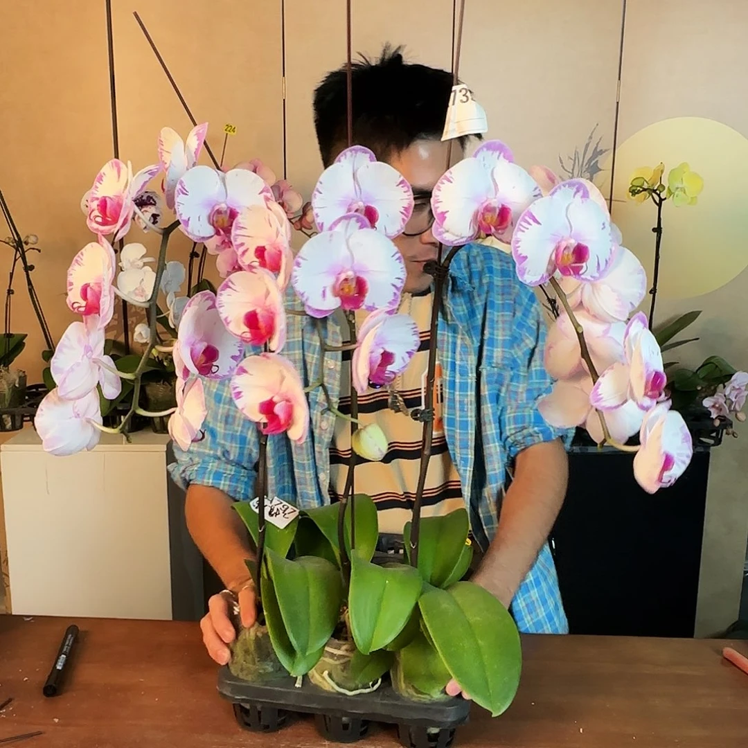 大部分开放少量花苞三棵一起/白闪电/有掉苞/正常京东发货无售后