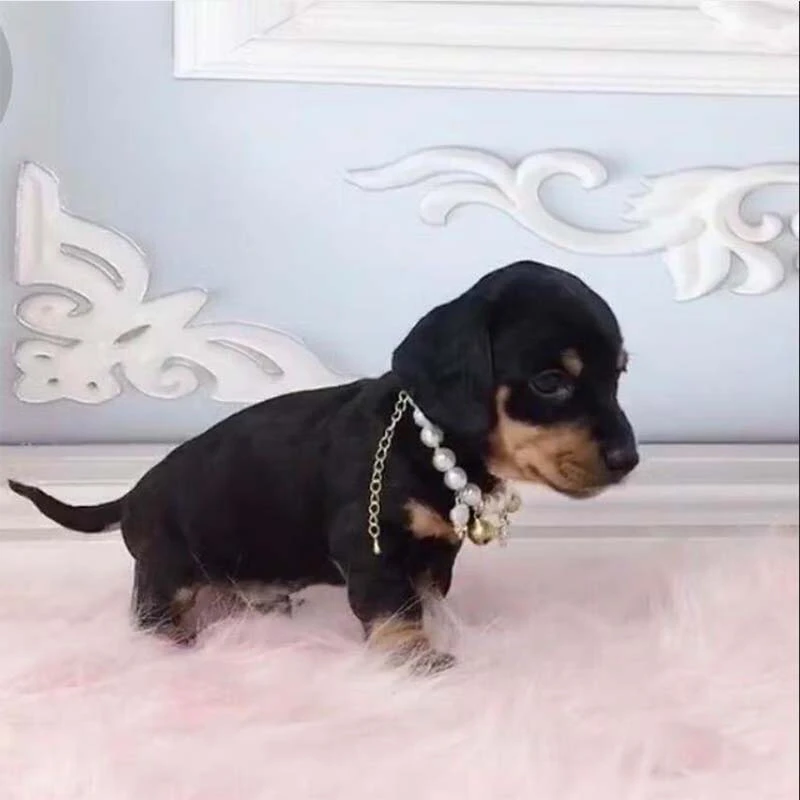 腊肠犬幼犬纯种宠物狗狗活体