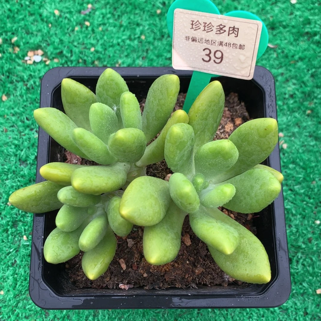 芒果奶无砍老桩39