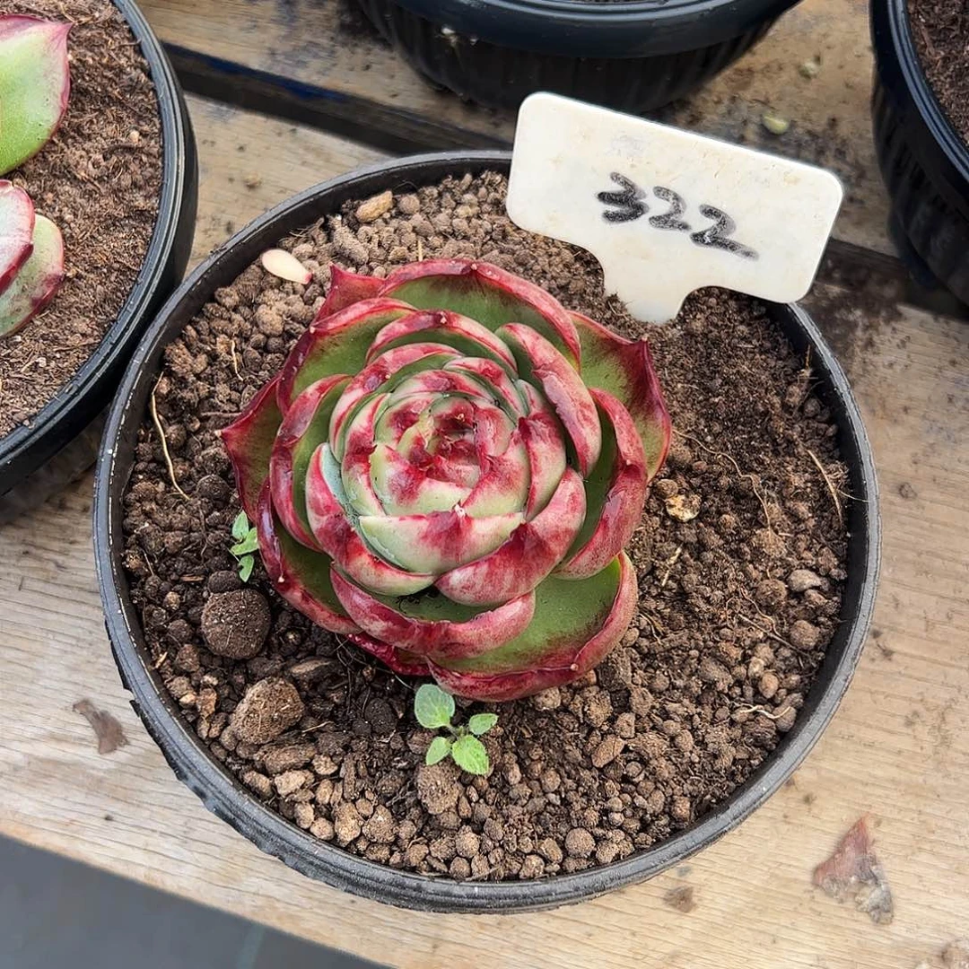 三***三惊鸿仙子一物一拍322号