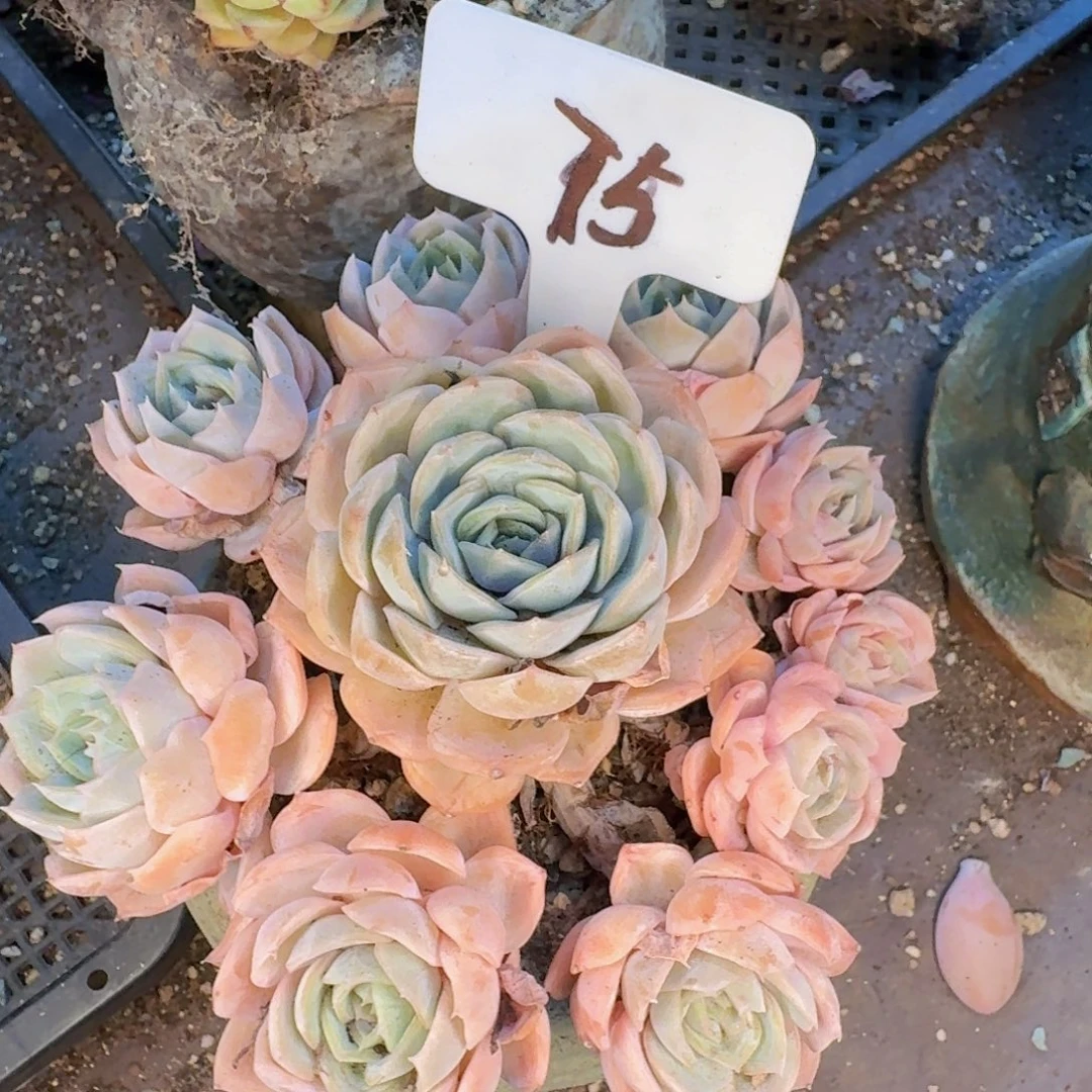 波***澜多肉植物的生长发育与