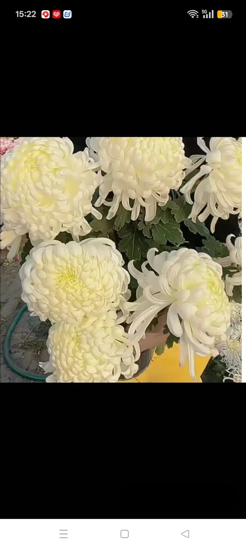 长风万里半成品菊花苗耐寒耐热阳台地栽